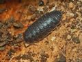 Porcellio pumicatus